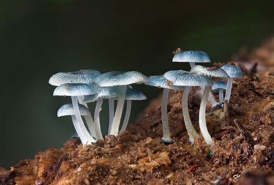 微流控芯片|微流控芯片批量加工