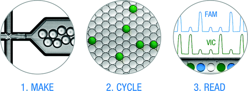 pcr.jpg