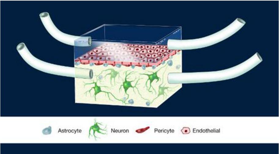 神經血管單元（Illustration of the NeuroVascular Unit, NVU）芯片圖例，這是一款人類血腦屏障模型。多孔膜分離了大腦建模腔室和代表周圍血管系統的腔室
