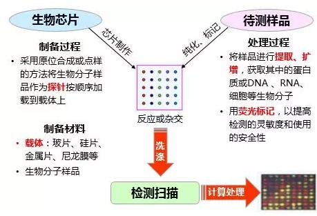 圖1.生物芯片工作原理示意圖
