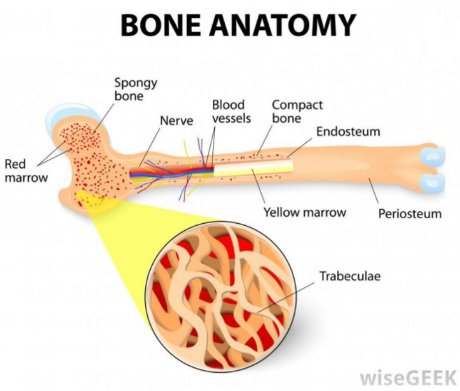 骨髓芯片 Bone marrow–on–a–chip-骨髓造血干細胞的體外生物生理學