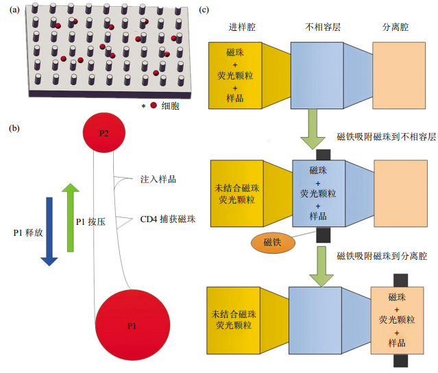 圖2免疫捕獲細胞分離芯片結構示意圖(a)抗體特異性細胞捕獲示意圖。(b)磁珠細胞分離芯片示意圖。(c)表面張力不相容過濾篩選芯片示意圖